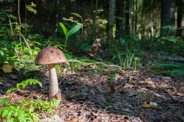 edible mushrooms in the autumn forest