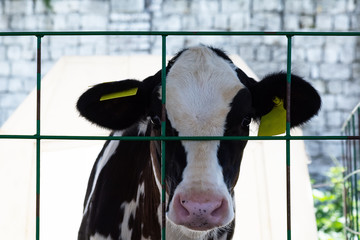 Young calf (heifer) in white calf-house diary farm.  Animal protection concept