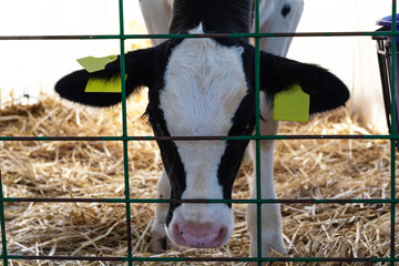 Young calf (heifer) in white calf-house diary farm.  Animal protection concept