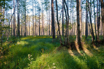 swamp in the north in a pine forest
