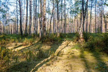 Fototapeta premium swamp in the north in a pine forest
