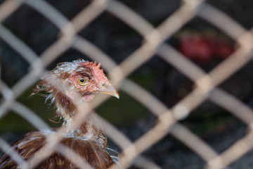 Brown illness hen behind blurry wire fence. Chicken farm. Animal protection concept