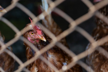 Brown illness hen behind blurry wire fence. Chicken farm. Animal protection concept