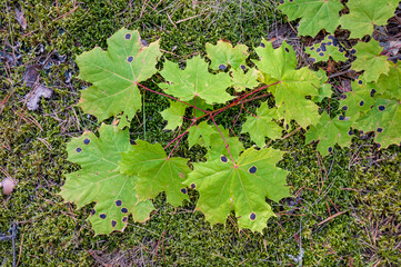 sick maple leaves fell to the ground