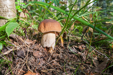 edible mushrooms in the autumn forest