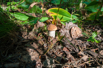 edible mushrooms in the autumn forest