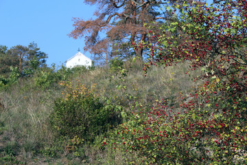 Bright red berries and green leaves on a branch of hawthorn in autumn.Healthy.