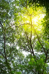 Green forest tree with sunlight.