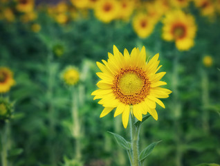 Sunflower natural background. Sunflower blooming. Close-up of sunflower.