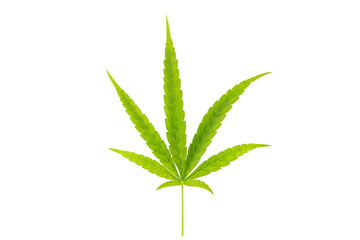 Cannabis leaf isolated on white background