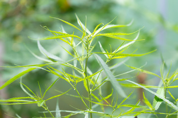 Green marijuana leafs in nature., herbal plant
