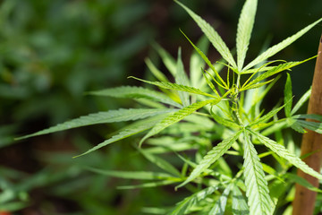 Green marijuana leafs in nature