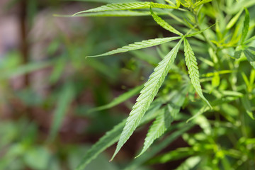 Green marijuana leafs in nature