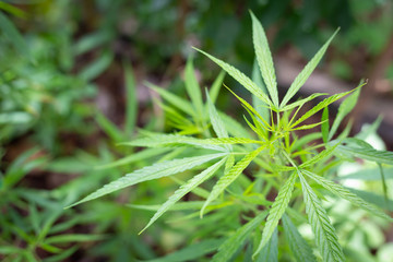 Green marijuana leafs in nature