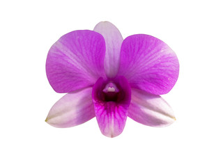 Naklejka na ściany i meble macro closeup of a bright pink purple dendrobium orchid flower plant branch isolated on white