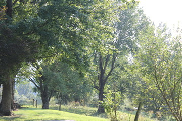 Obraz premium tree in the park