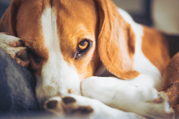 Dog lying on the sofa. Funny beagle pose. Canine background