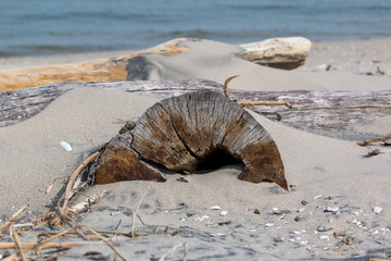 driftwood washed up on a chesapeake bay beach in calvert county southern maryland usa