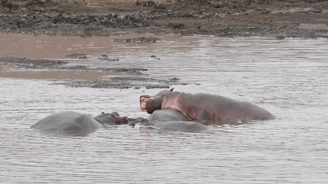 hippos in pool and mud in kriger park south africa