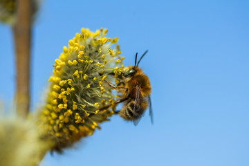 Allphotokz Bee 20080323 9461 1DM3