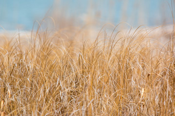 winter grasses along the chesapeake bay in calvert county maryland usa - obrazy, fototapety, plakaty