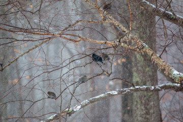 red wing black birds on a river birch branch in a winter snow shower in calvert county southern maryland usa - obrazy, fototapety, plakaty