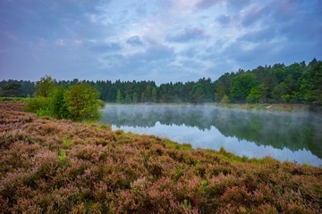 Heidefläche am Angelbecksteich bei Hermannsburg