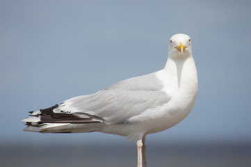 gull portrait
