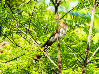 Bird