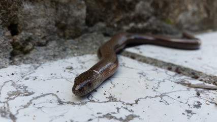 Slowworm lizzard