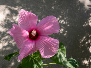 Pink hibiscus flower in the garden.