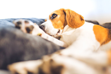 Dog lying on the sofa. Funny beagle pose. Canine background