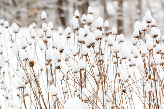 Snow Covered Plants In A Winter Garden