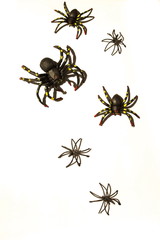 Halloween decoration big black spiders on white black background top view. copy space. 