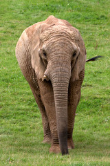 African Elephant walking towards camera.