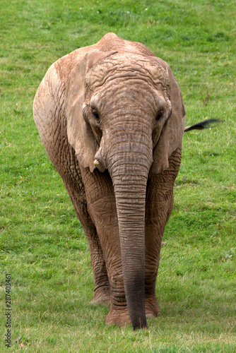 African Elephant Walking Towards Camera Stock Photo And Royalty Free Images On Fotolia Com Pic