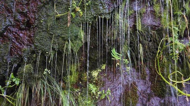 Drops of water flowing down on a wall covered with natural moss in Rabacal, Madeira island, Portugal