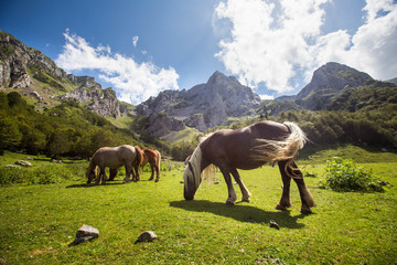 Troupeau de chevaux dans les montagnes, Pyrénées France