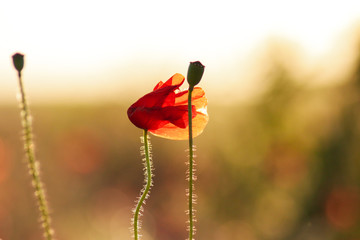 Mohnblume im Sonnenuntergang 