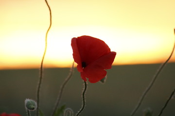Mohnblume im Sonnenuntergang 