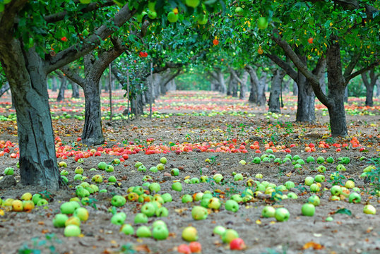 Fallen apples laying on the ground  of an orchard.