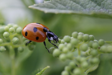 Marienkäfer klettert von einer Pflanze auf die andere