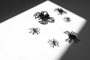 Halloween decoration big black spiders on white black background top view. copy space. 