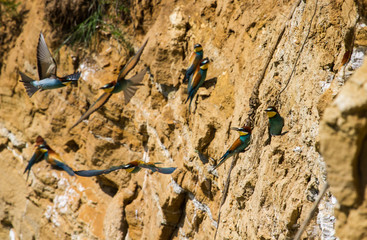 Der Bienenfresser (Merops apiaster)
