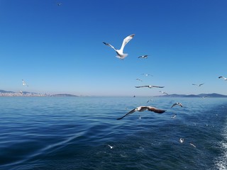 Fototapeta na wymiar Sea gulls and blue sea scape from the islands of istanbul
