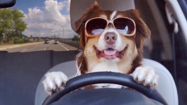 Dog driving a car on a highway wearing funny sunglasses, wide shot