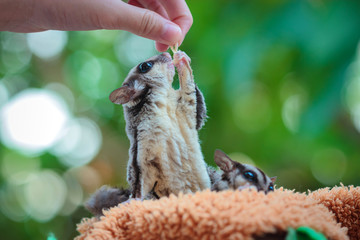Sugar glider, Petaurus breviceps, The animal's scientific name translates: 'short-headed rope-dancer'