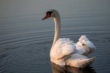 Mute swan (Cygnus olor)