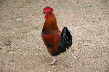 Gallo de coral