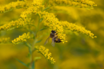 Honeybee on Goldenrod Flowers in Summer
